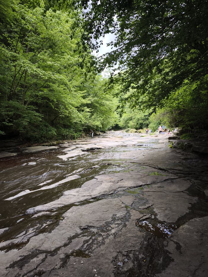 Serene stream flowing through lush forest in Samsun, Turkey. Perfect spot for nature lovers.