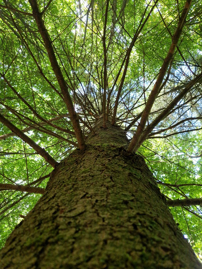 Stunning upward view of a tree trunk and branches forming a green canopy in a serene forest.